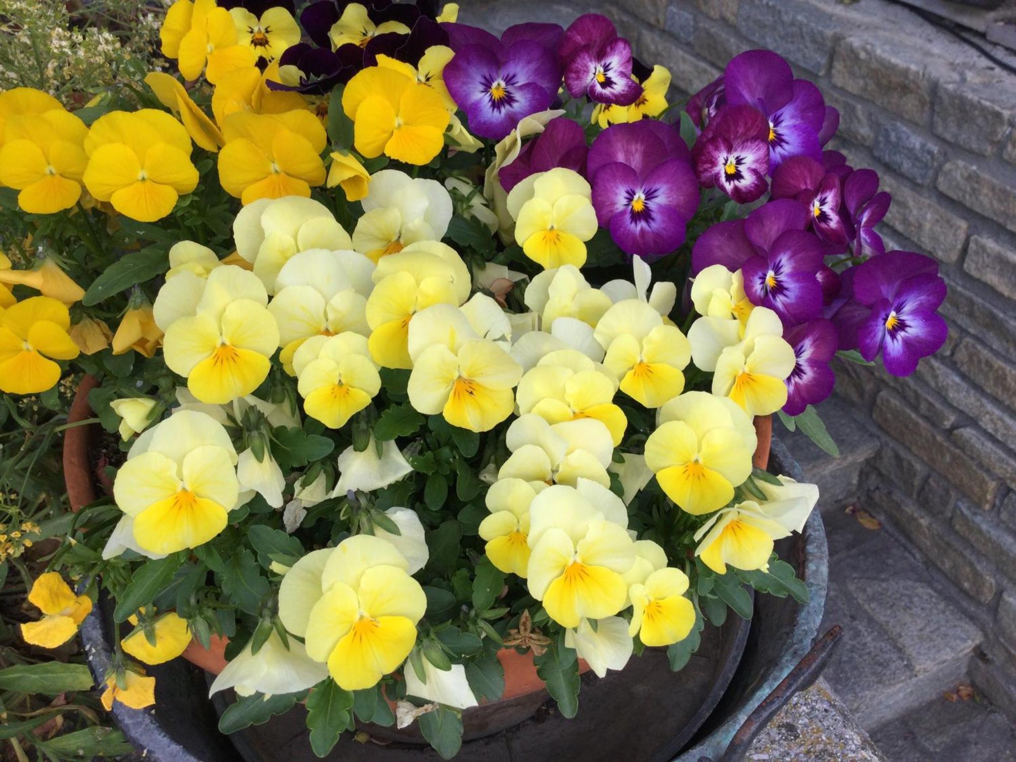 B&B Les Fleurs Gignod Εξωτερικό φωτογραφία